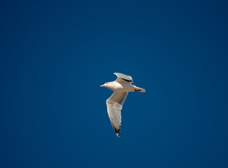 Herring Gull