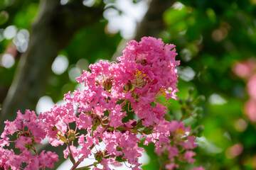 サルスベリ（百日紅）