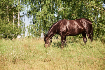 A brown horse grazes on a pasture. Green trees and grass. Summer.