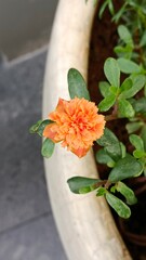 orange flower in vase