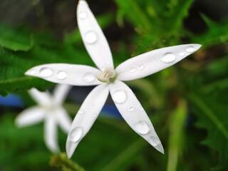 rain drops on a flower