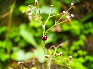 ladybugs that are on the stems of plants are red and black