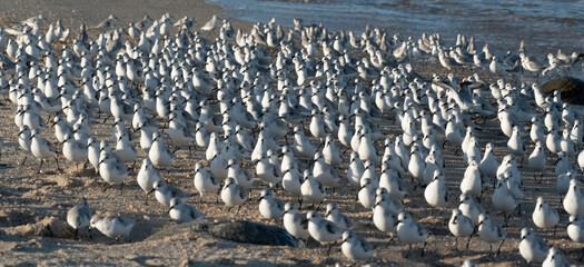 Obraz premium Sanderling
