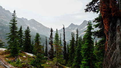 pine forest in the mountains