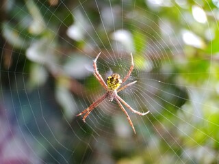 red spider in its nest
