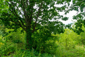A tree with green leaves entwined with wild grapes from an abandoned garden