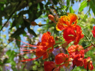 red flower on the tree flamboyant