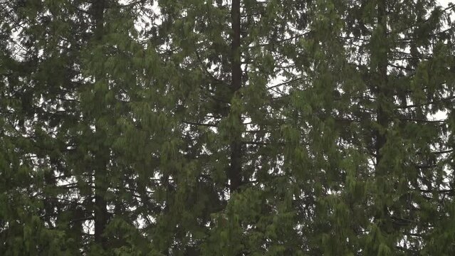 A closeup of blustery trees on a windy day.