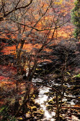 紅葉の花貫渓谷