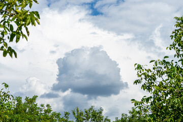 A small black cloud in the white sky is framed by the branches of green trees.
