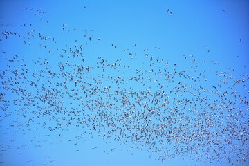 Snow geese in corn field