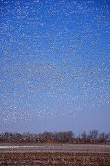 Snow geese in corn field