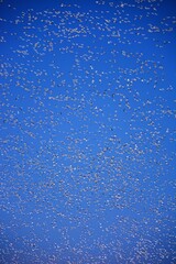 Snow geese in corn field