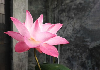 Beautiful bright pink lotus flower blooming. Concept: The water lily symbolizes purity in Buddhism.