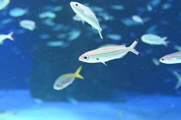 水中を泳ぐタカサゴ