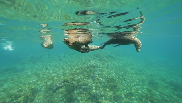 Slow Motion Rookery Of Seals Swimming Together In Ocean - Baja California, Mexico