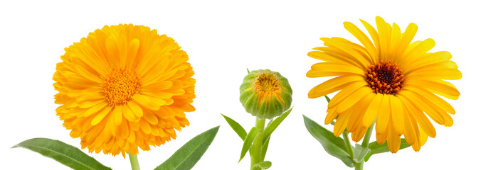 two types of calendula flowers with leaves isolated on white background.