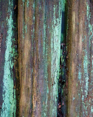 A closeup abstract of a tree in the forest with a mossy, wet coating.