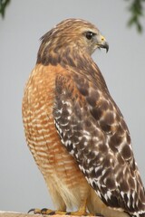 Red tailed hawk in Florida nature, closeup