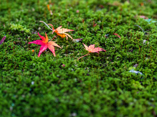 苔の上の紅葉の落ち葉