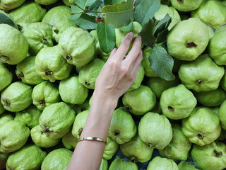 Customers or sellers use their right hand to select organic guava harvested from the garden for consumption. This sweet fruit also contains vitamin C, 5 times than orange.
