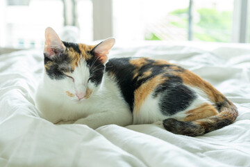 Calico or Tortoiseshell cat sleeping in bed. Happy tabby cat relaxing in a house. Deep sleep cat at home.