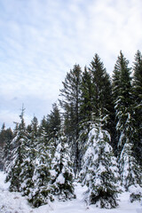 spruces covered with the first snow