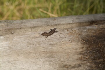 lizard on a tree basking in the sun