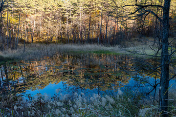 輝く沼