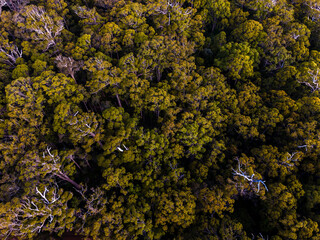 Forrest from above - Western Australia