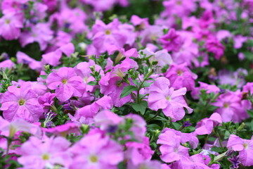 Obraz premium flowers in the garden