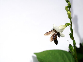 Giant honey bee seeking nectar on white Chinese violet or coromandel or creeping foxglove (...
