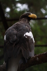 vulture in the zoo