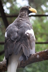 white tailed eagle in zoo