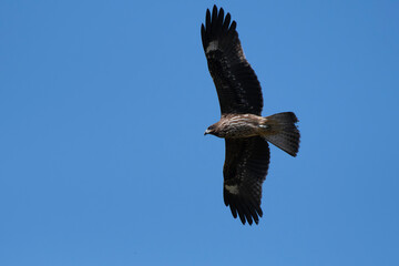 Black kite flying in blue sky