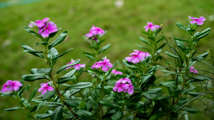 very beutiful sadabahar ka phool