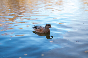 duck in the water