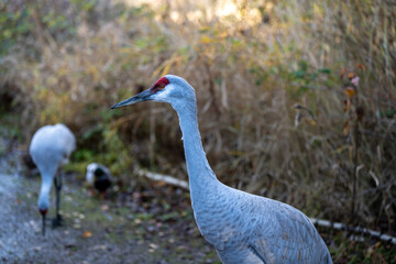 grey crowned crane
