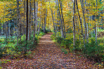A path in the forest in the Adirondacks