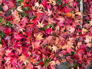 鮮やかな紅葉の落ち葉