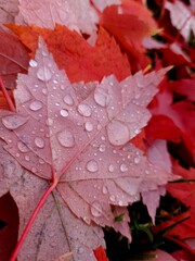 red autumn leaves