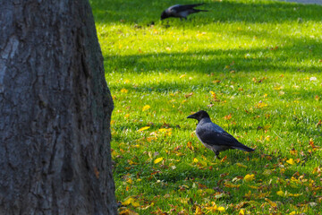 Black bird in autumn park. Raven walks on path of the city garden. Crow is looking for food in the autumn park. Carrion crow Corvus corone black bird. Nobody,