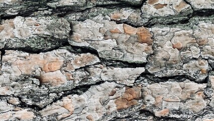 the texture of the tree in Houston, Texas, USA