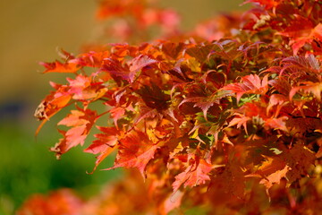 red autumn leaves