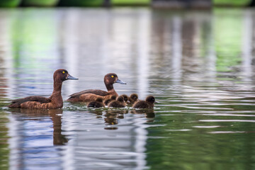 Tufted duck Family swims with their ducklings in green lake water.