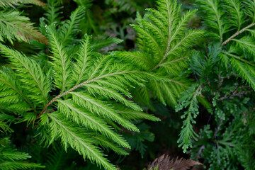 A photo of the fresh green leaves of a Fan spikemoss plant (Selaginella flabellata) in the shade and humidity of the rainforest. Gives a fresh, natural and beautiful feeling.