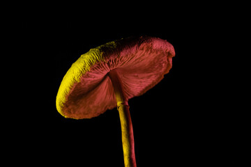 mushrooms on black background