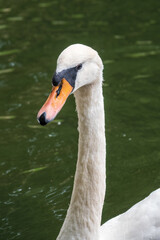 Obraz premium Portrait of a graceful white swan with long neck on dark water background.