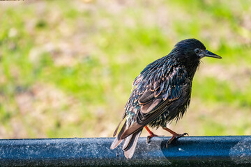 The common starling or Sturnus vulgaris or the European starling. Sitting on the fence in the garden in springtime.