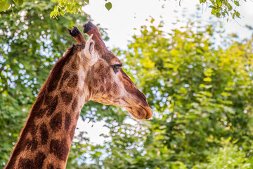 Close-up giraffe head on green leaves background